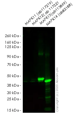 Western blot - Anti-p38 delta/MAPK13 + p38 alpha/MAPK14 antibody [M138] (AB31828)