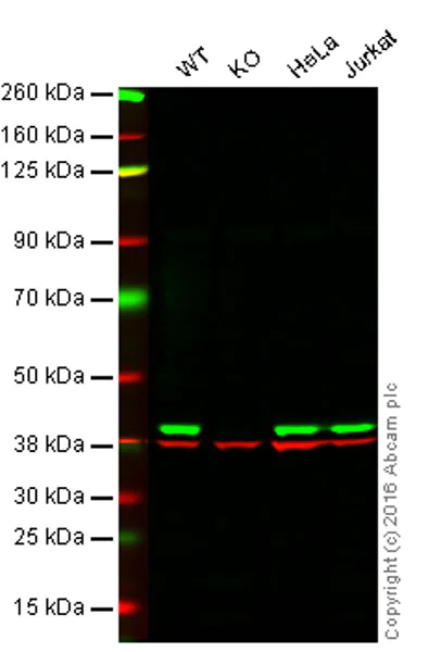 Western blot - Anti-p38 delta/MAPK13 + p38 alpha/MAPK14 antibody [M138] (AB31828)