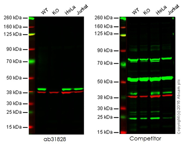 Western blot - Anti-p38 delta/MAPK13 + p38 alpha/MAPK14 antibody [M138] (ab31828), expandable thumbnail