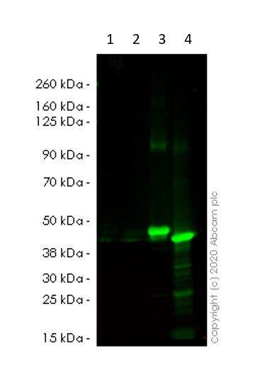 Western blot - Anti-p38 delta/MAPK13 + p38 alpha/MAPK14 antibody [M138] (AB31828), expandable thumbnail