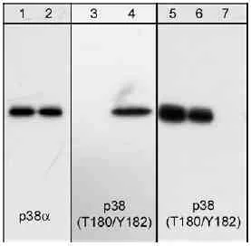 Western blot - Anti-p38 delta/MAPK13 + p38 alpha/MAPK14 antibody [M138] (AB31828)