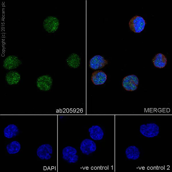 Immunocytochemistry/ Immunofluorescence - Anti-p38 gamma/MAPK12 antibody [EPR6528(N)] (AB205926)