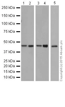 Western blot - Anti-p38 gamma/MAPK12 antibody [EPR6528(N)] (AB205926)