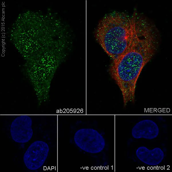 Immunocytochemistry/ Immunofluorescence - Anti-p38 gamma/MAPK12 antibody [EPR6528(N)] - BSA and Azide free (AB251440)