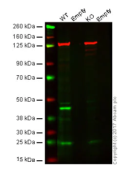 Western blot - Anti-p38 gamma/MAPK12 antibody [EPR6528(N)] - BSA and Azide free (AB251440)