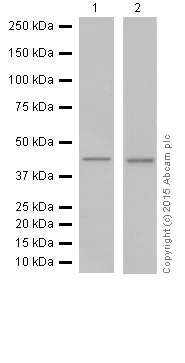Western blot - Anti-p38 gamma/MAPK12 antibody [EPR6528(N)] - BSA and Azide free (AB251440)