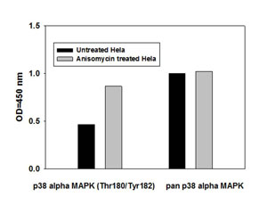 Sandwich ELISA - p38 MAPK alpha (pT180/pY182) + total p38 MAPK alpha ELISA Kit (AB126453), expandable thumbnail