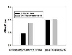 Sandwich ELISA - p38 MAPK alpha (pT180/pY182) + total p38 MAPK alpha ELISA Kit (AB126453)