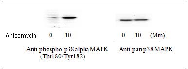 Western blot - p38 MAPK alpha (pT180/pY182) + total p38 MAPK alpha ELISA Kit (AB126453), expandable thumbnail