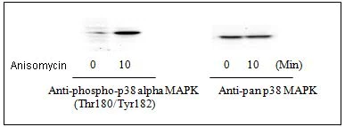 Western blot - p38 MAPK alpha (pT180/pY182) + total p38 MAPK alpha ELISA Kit (AB126453)