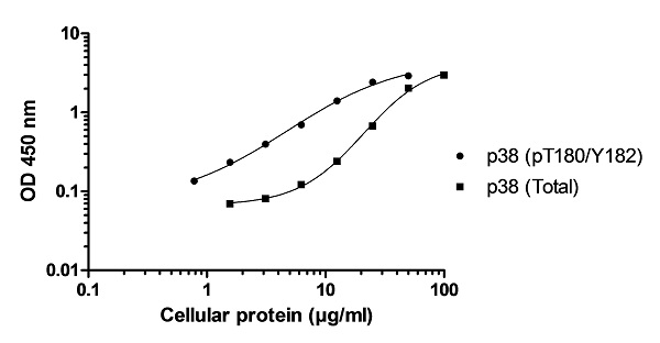 ELISA - p38 MAPK alpha (pT180/Y182 + Total) ELISA Kit (AB221013), expandable thumbnail