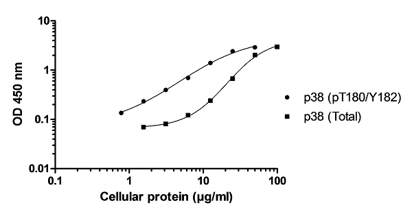 ELISA - p38 MAPK alpha (pT180/Y182 + Total) ELISA Kit (AB221013)