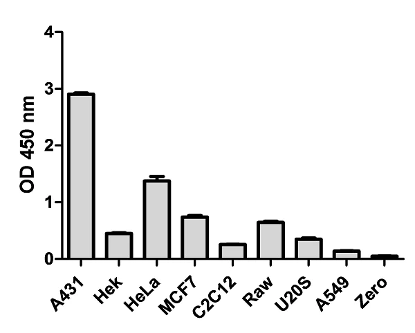 ELISA - p38 MAPK alpha (pT180/Y182 + Total) ELISA Kit (AB221013)