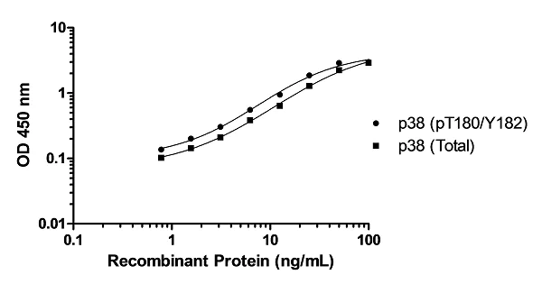 ELISA - p38 MAPK alpha (pT180/Y182 + Total) ELISA Kit (AB221013)