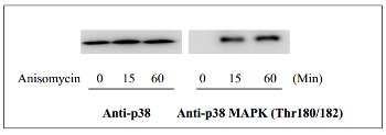 Western blot - p38 MAPK alpha (Thr180/Tyr182) In-Cell ELISA Kit (AB126425), expandable thumbnail