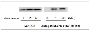Western blot - p38 MAPK alpha (Thr180/Tyr182) In-Cell ELISA Kit (AB126425)