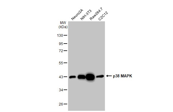Western blot - Anti-p38 MAPK antibody [HL1006] (AB308333), expandable thumbnail