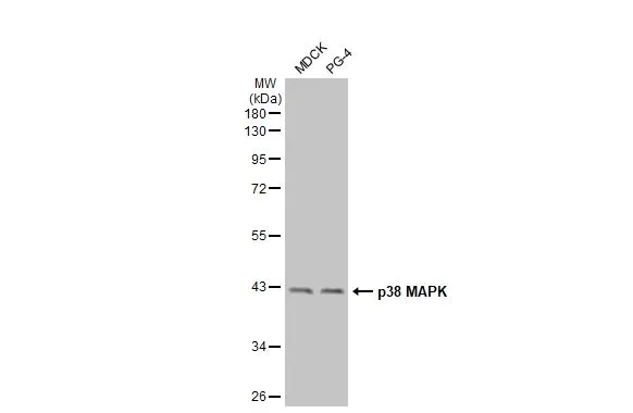 Western blot - Anti-p38 MAPK antibody [HL1006] - BSA and Azide free (AB308333)