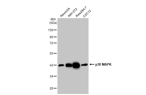 Western blot - Anti-p38 MAPK antibody [HL1006] - BSA and Azide free (AB308333)