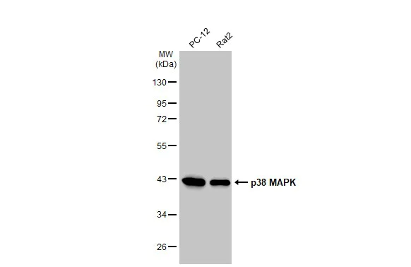Western blot - Anti-p38 MAPK antibody [HL1006] - BSA and Azide free (AB308333)