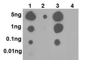 Dot Blot - Anti-p38 (phospho T180) antibody [EPR16587] (AB178867), expandable thumbnail