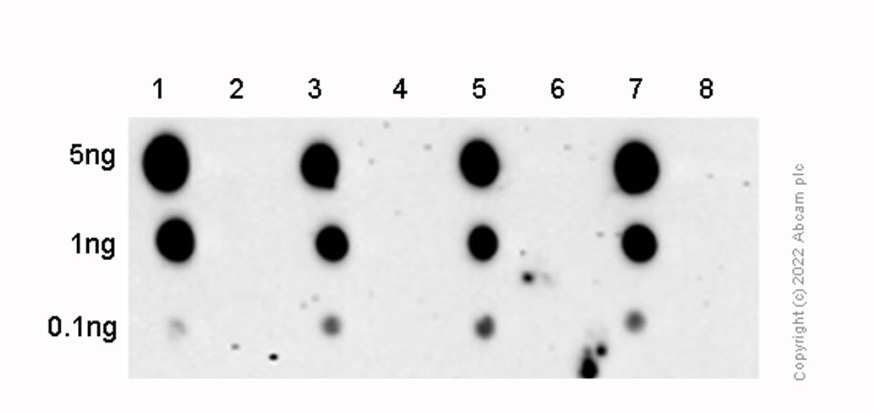 Dot Blot - Anti-p38 (phospho T180) antibody [EPR16587] (ab178867), expandable thumbnail