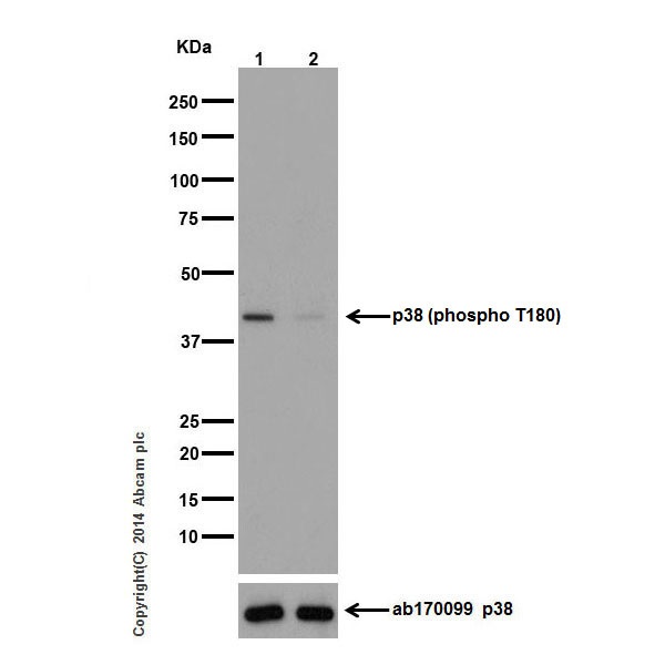 Western blot - Anti-p38 (phospho T180) antibody [EPR16587] (AB178867), expandable thumbnail