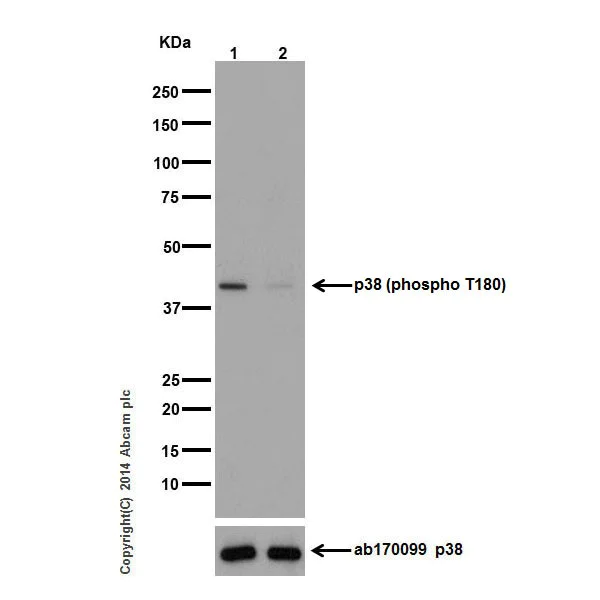Western blot - Anti-p38 (phospho T180) antibody [EPR16587] (AB178867)