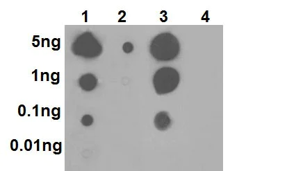 Dot Blot - Anti-p38 (phospho T180) antibody [EPR16587] - BSA and Azide free (AB236527)