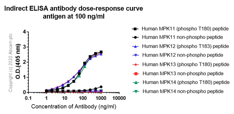 Indirect ELISA - Anti-p38 (phospho T180) antibody [EPR16587] - BSA and Azide free (AB236527)