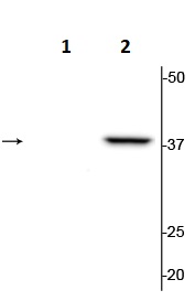 Western blot - Anti-p38 (phospho T180 + Y182) antibody (AB254122), expandable thumbnail