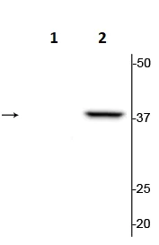 Western blot - Anti-p38 (phospho T180 + Y182) antibody (AB254122)