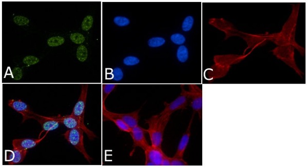 Anti-p38 (phospho T180 + Y182) antibody