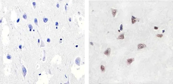 Immunohistochemistry (Formalin/PFA-fixed paraffin-embedded sections) - Anti-p38 (phospho T180 + Y182) antibody (AB4822)