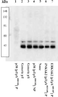 Western blot - Anti-p38 (phospho T180 + Y182) antibody (AB4822)