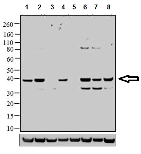 Western blot - Anti-p38 (phospho T180 + Y182) antibody (AB4822)