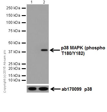 Western blot - Anti-p38 (phospho T180 + Y182) antibody [EPR18120] - BSA and Azide free (AB240335)