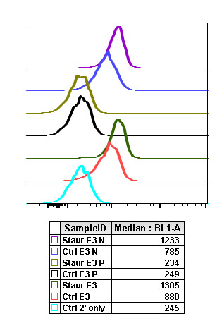 Flow Cytometry - Anti-p38 (phospho T180 + Y182) antibody [P38T180Y182-E3] (AB278674), expandable thumbnail