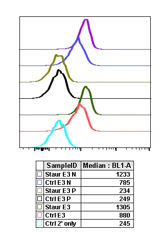 Flow Cytometry - Anti-p38 (phospho T180 + Y182) antibody [P38T180Y182-E3] (AB278674)