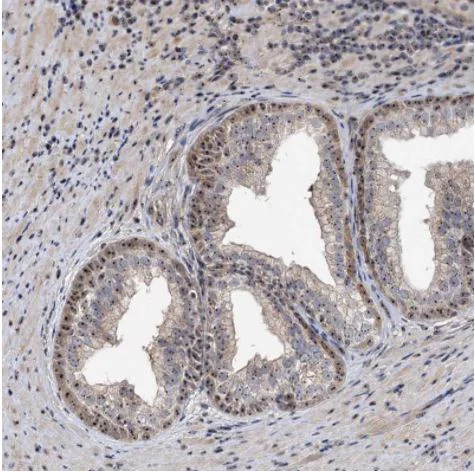 Immunohistochemistry (Formalin/PFA-fixed paraffin-embedded sections) - Anti-p38IP antibody (AB122517)