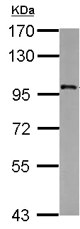 Western blot - Anti-p38IP antibody (AB154674)