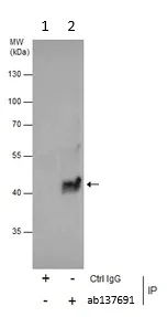 Immunoprecipitation - Anti-p40 antibody (AB137691)