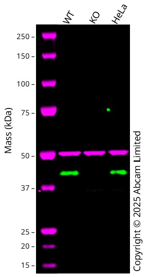 Western blot - Anti-p40 antibody [EPR13781] (AB184173)