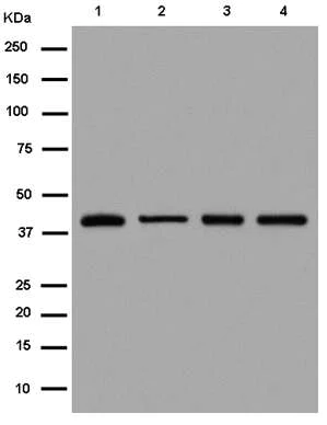 Western blot - Anti-p40 antibody [EPR13781] (AB184173)