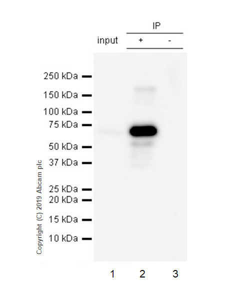 Immunoprecipitation - Anti-p40 - DeltaNp63 antibody [EPR17863-47] - BSA and Azide free (AB269956), expandable thumbnail