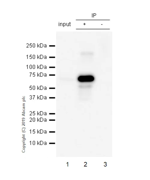 Immunoprecipitation - Anti-p40 - DeltaNp63 antibody [EPR17863-47] - BSA and Azide free (AB269956)