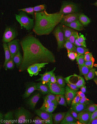 Immunocytochemistry/ Immunofluorescence - Anti-p40-phox antibody [EP2142Y] (AB76158), expandable thumbnail