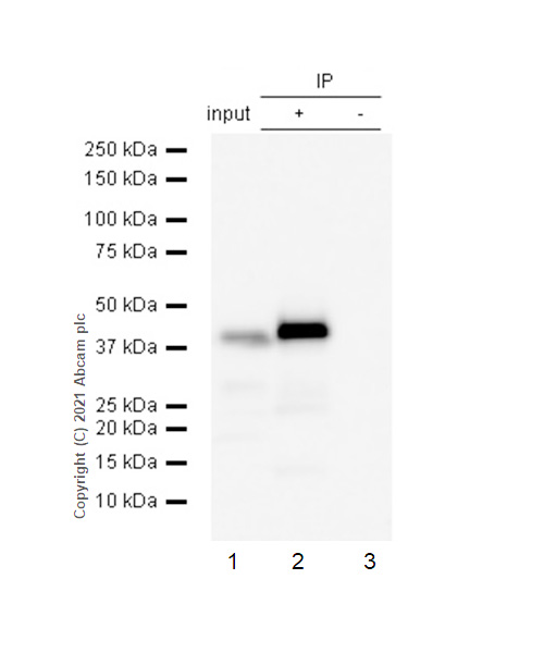 Immunoprecipitation - Anti-p40-phox antibody [EP2142Y] (AB76158), expandable thumbnail