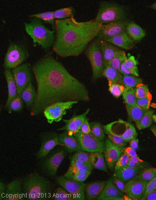 Immunocytochemistry/ Immunofluorescence - Anti-p40-phox antibody [EP2142Y] - BSA and Azide free (AB247448)