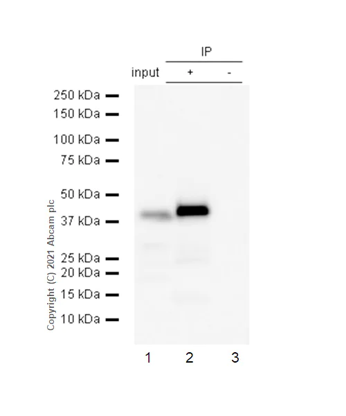 Immunoprecipitation - Anti-p40-phox antibody [EP2142Y] - BSA and Azide free (AB247448)